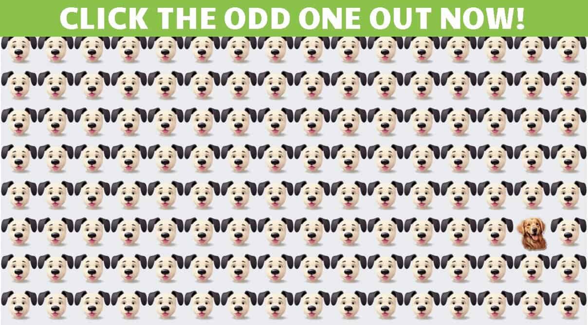 Odd One Out Trailblazers: Master The Art Of Observation