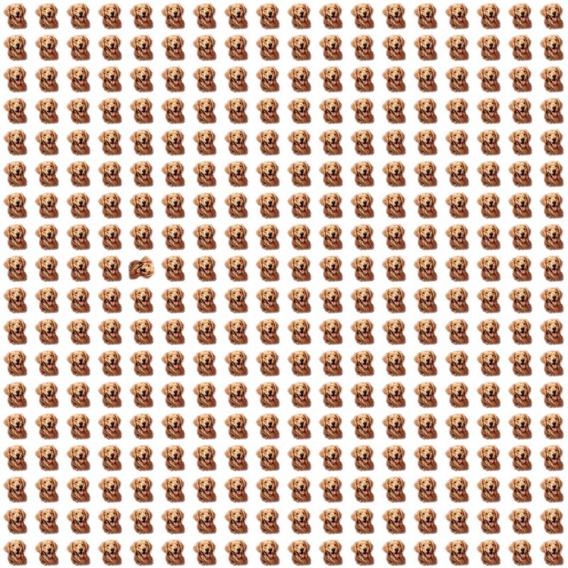 Fun Picture Quiz Puzzle image Fun Picture Quiz image